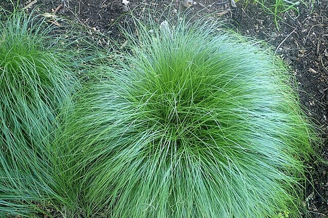 Carex rosea (curly wood sedge)