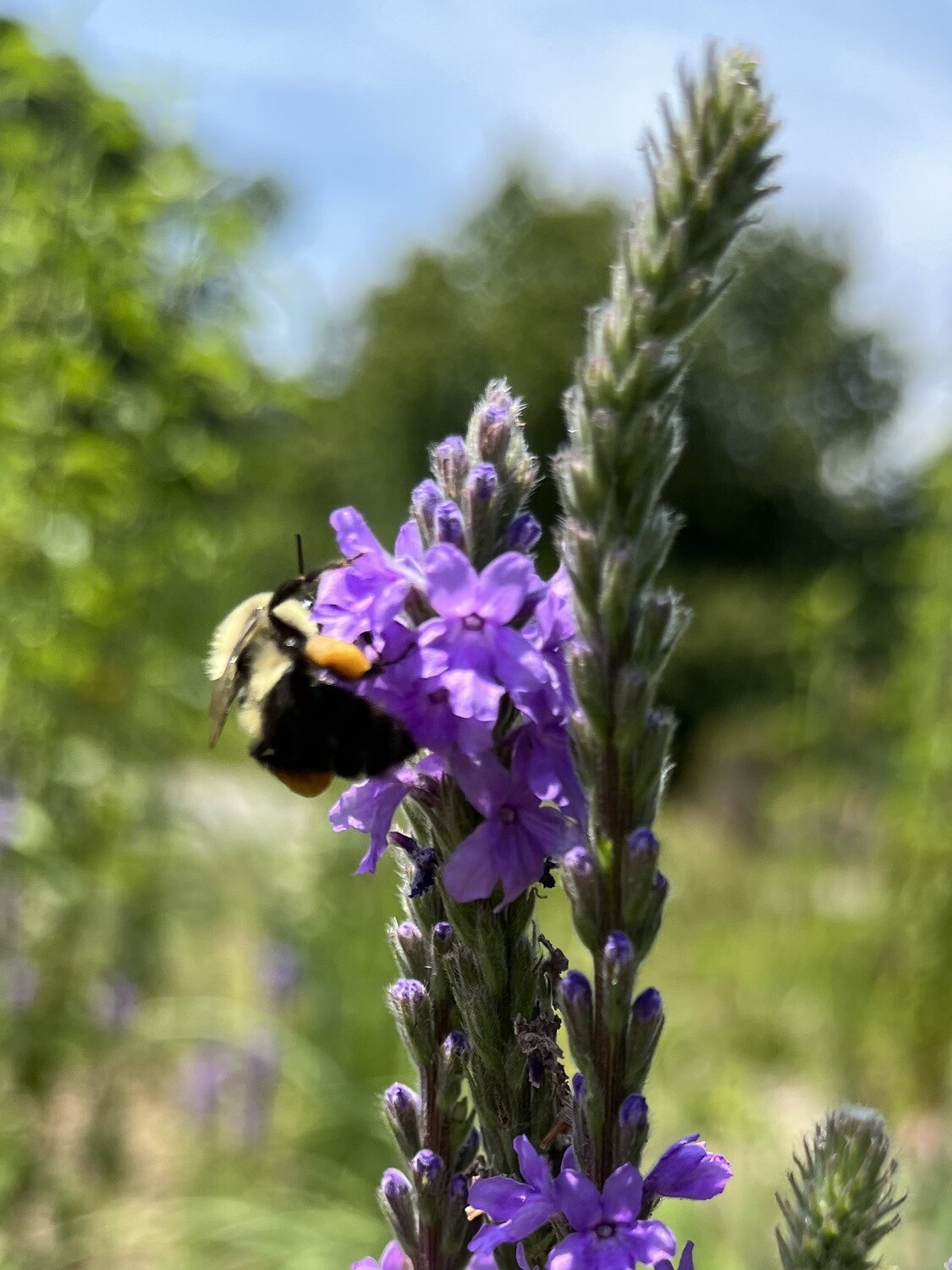 Verbena stricta (hoary vervain)