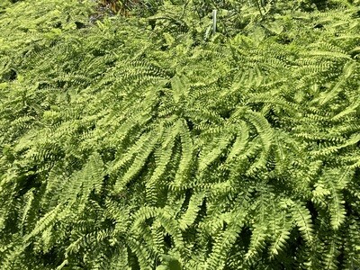 Adiantum pedatum (maidenhair fern)