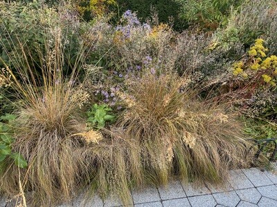 Sporobolus heterolepis (prairie dropseed)