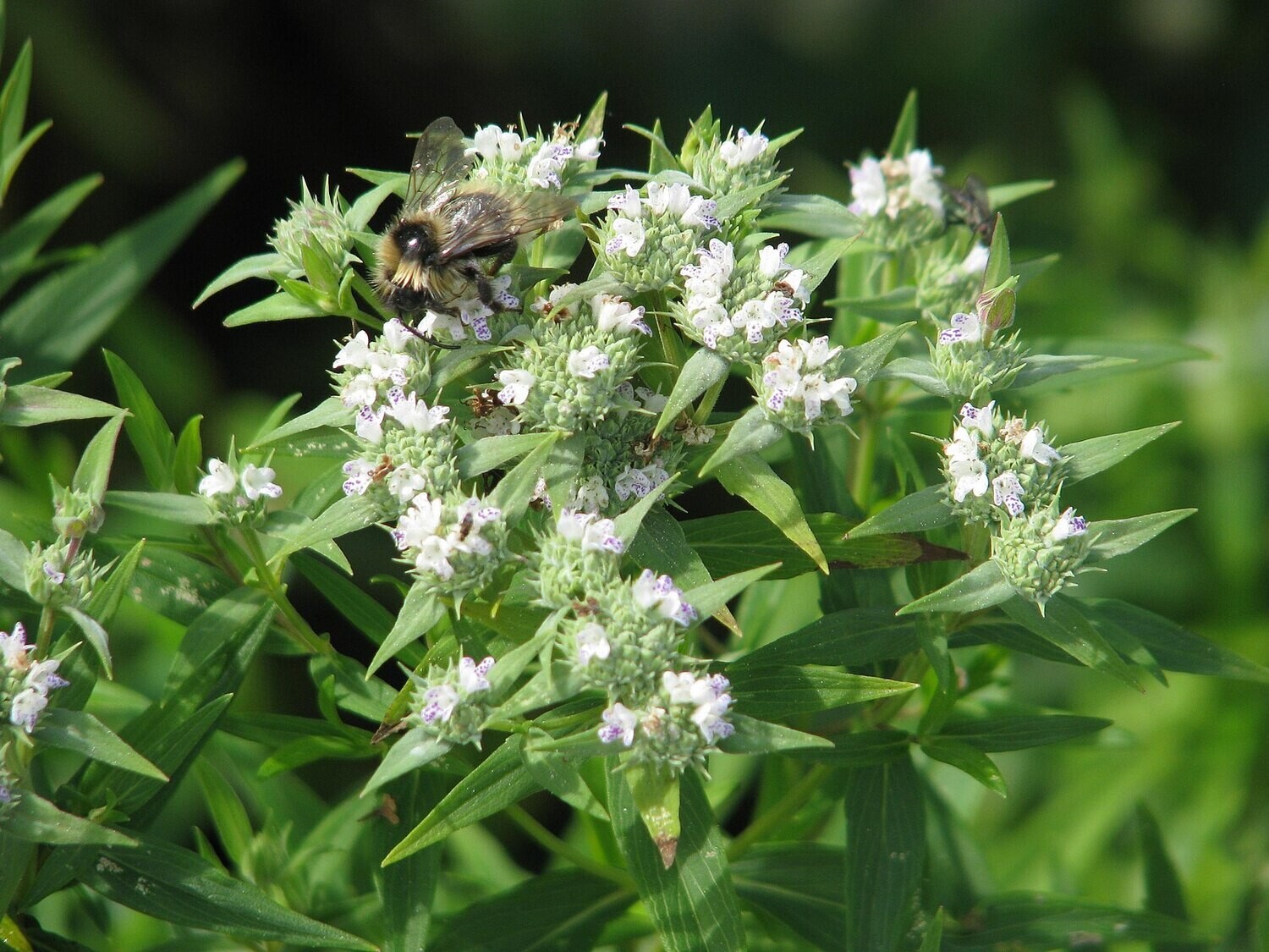Pycnanthemum tenuifolium (narrow-leaved mountain mint)