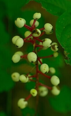 Actaea pachypoda (doll&#39;s eyes)
