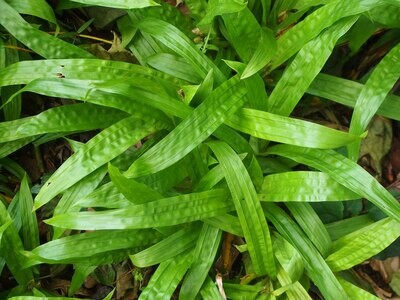 Carex plantaginea (plantain-leaved sedge)