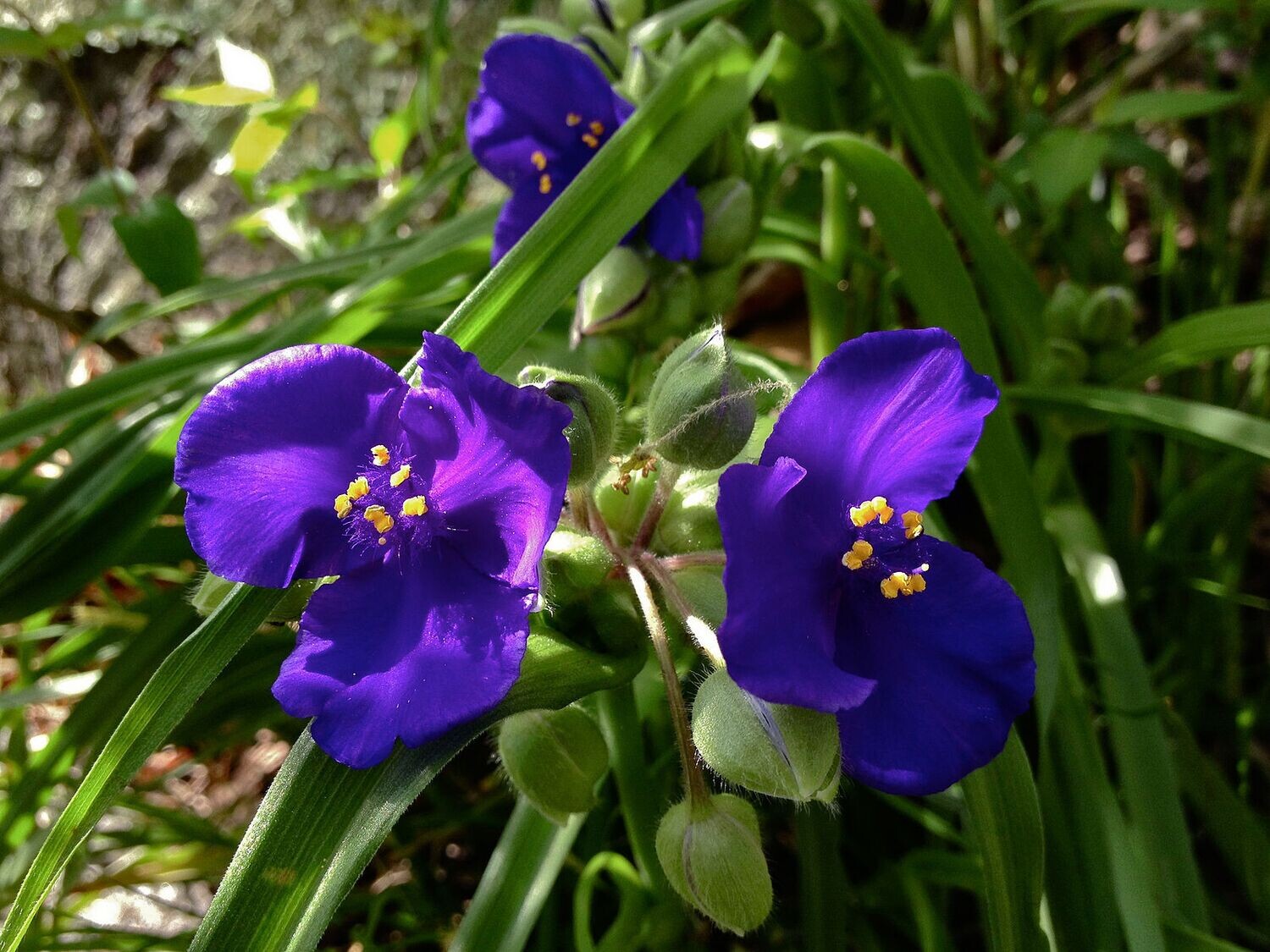 Tradescantia virginiana (Virginia spiderwort)