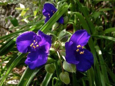 Tradescantia virginiana (Virginia spiderwort)
