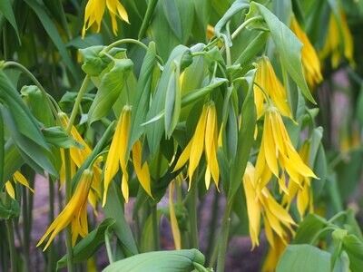 Uvularia grandiflora (bellwort, merrybells)