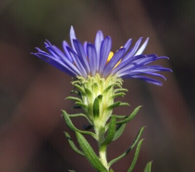 Symphyotrichum oblongifolium (aromatic aster)