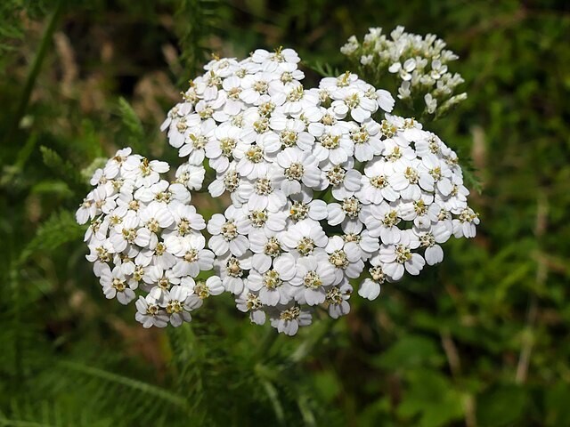 Achillea millefolium (Yarrow)