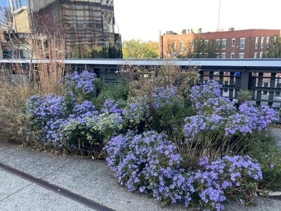 Symphyotrichum oblongifolium (aromatic aster)