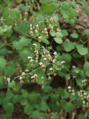 Thalictrum dioicum (wood rue)