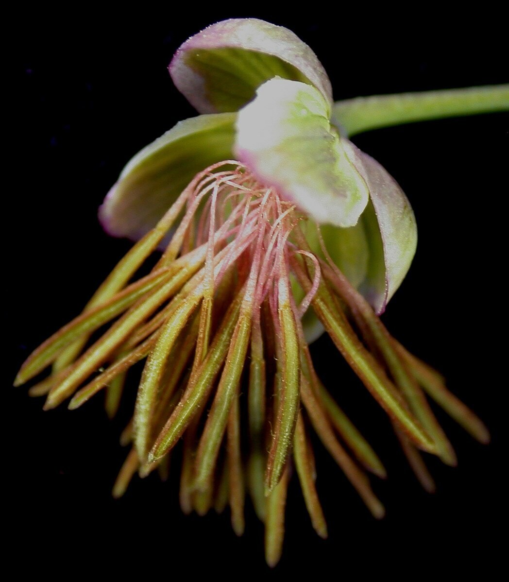 Thalictrum dioicum (wood rue)