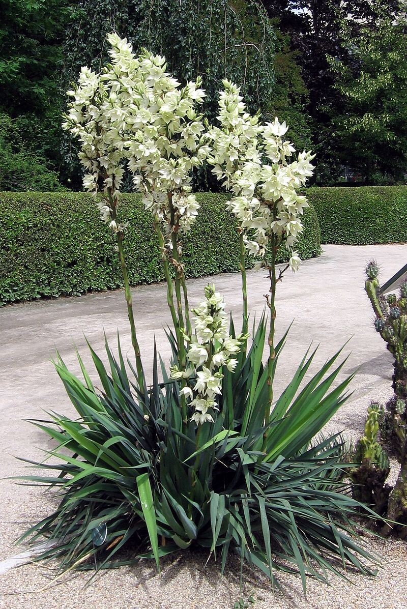 Yucca filamentosa (Adam&#39;s needle)