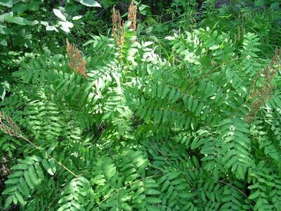 Osmunda regalis (royal fern)