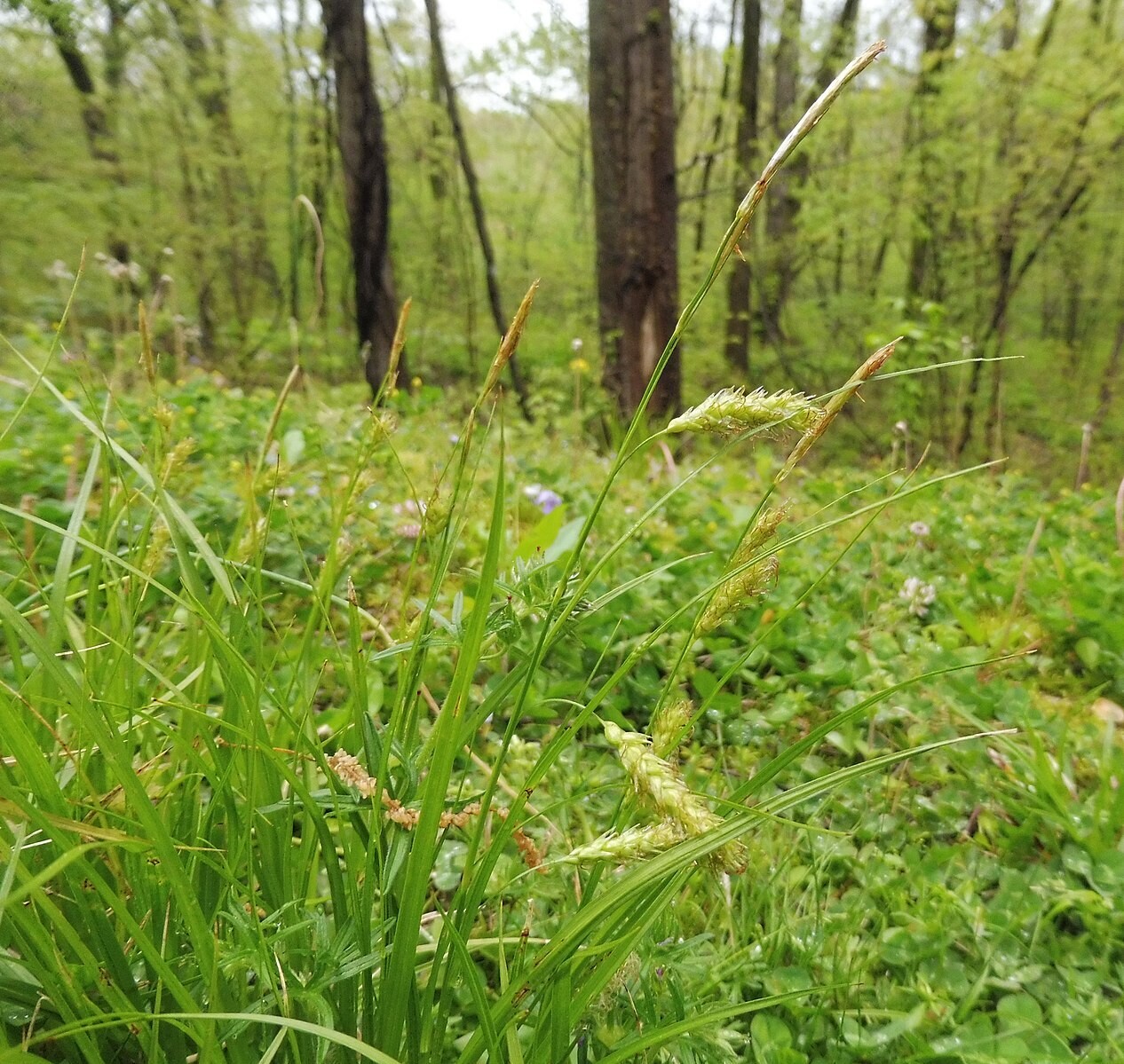 Carex cherokeensis (Cherokee sedge)