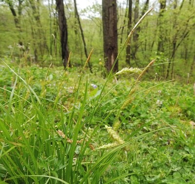 Carex cherokeensis (Cherokee sedge)