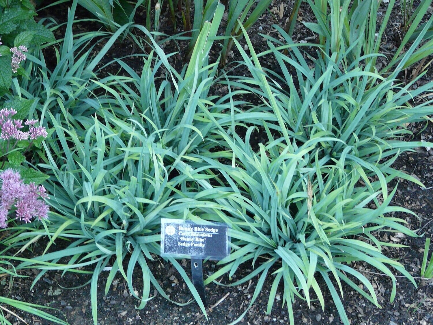 Carex laxiculmis (creeping sedge)