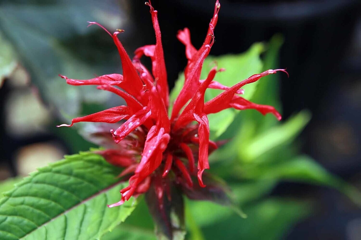 Monarda didyma &quot;Jacob Cline&quot; (scarlet bee balm)