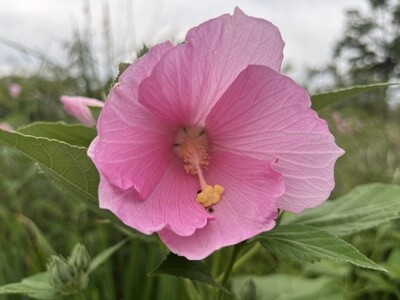 Hibiscus moscheutos (Marsh mallow)