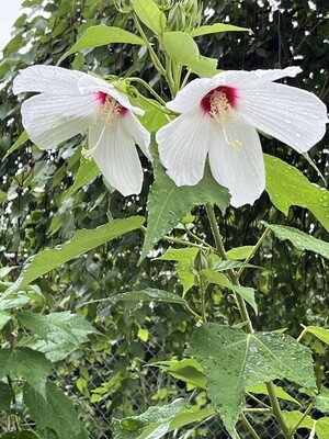 Hibiscus moscheutos (Marsh mallow)