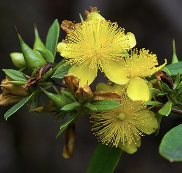 Hypericum prolificum (shrubby St. John&#39;s wort)