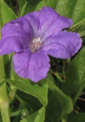 Ruellia strepens (smooth wild petunia)