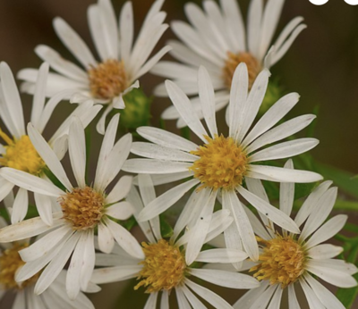 Symphyotrichum pilosum (frost aster)