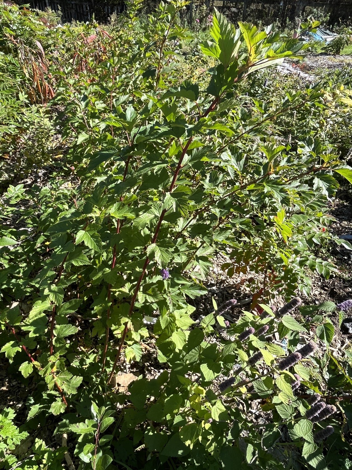 Physocarpus opulifolius (ninebark)