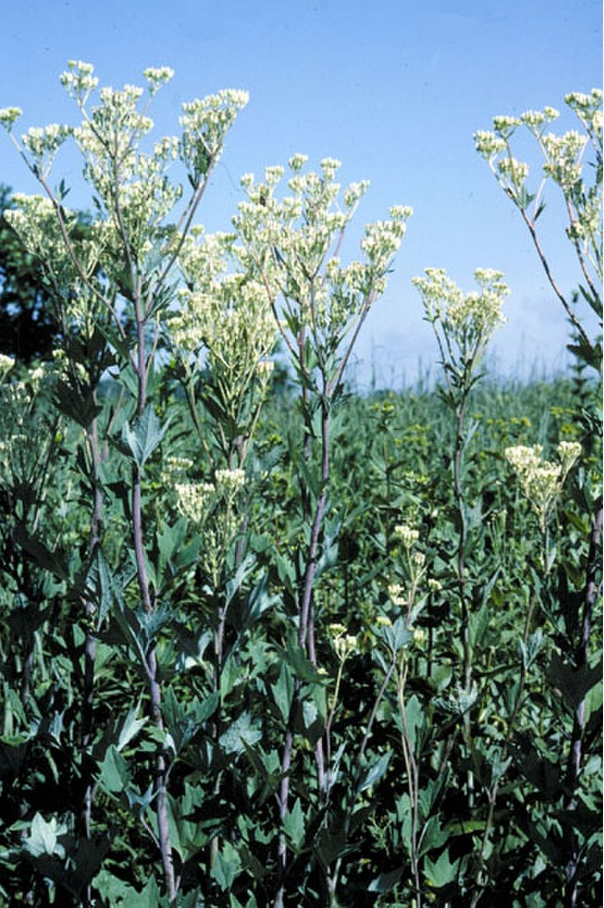 Arnoglossum atriciplifolium (pale Indian plantain)