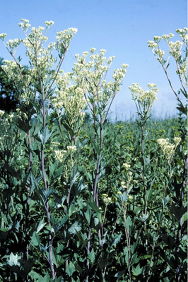 Arnoglossum atriciplifolium (pale Indian plantain)