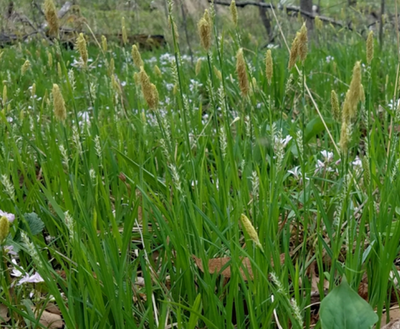 Carex woodii (pretty sedge)