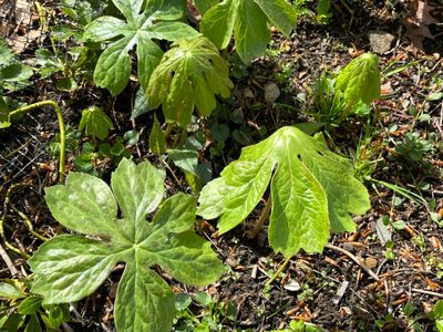 Podophyllum peltatum (mayapple)