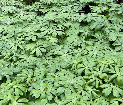 Podophyllum peltatum (mayapple)