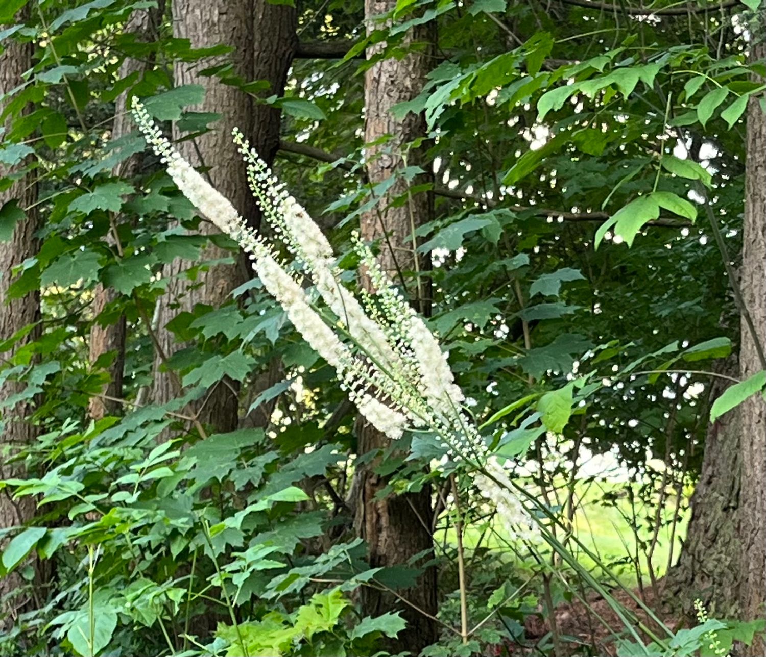 Actaea racemosa (black cohosh)