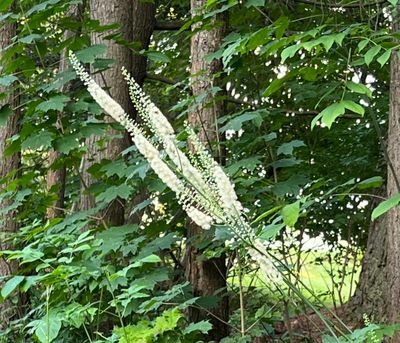 Actaea racemosa (black cohosh)