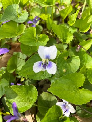 Viola sororia var. bicolor (bicolor violet)