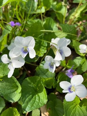 Viola sororia var. bicolor (bicolor violet)