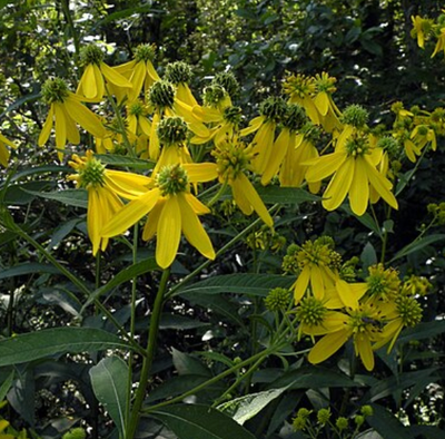 Verbesina alternifolia (wingstem)