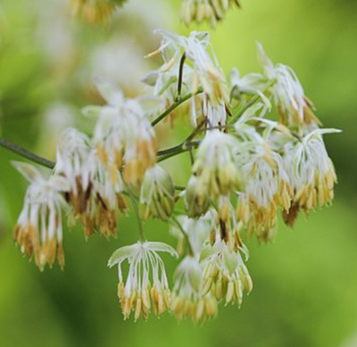 Thalictrum dasycarpum (purple meadow rue)