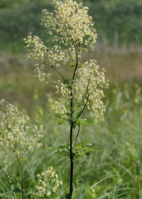 Thalictrum dasycarpum (purple meadow rue)