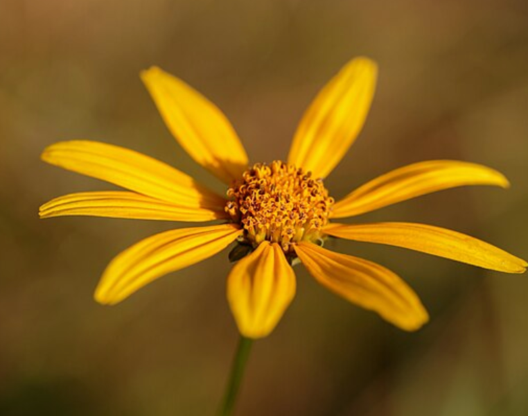 Helianthus divaricatus (woodland sunflower)