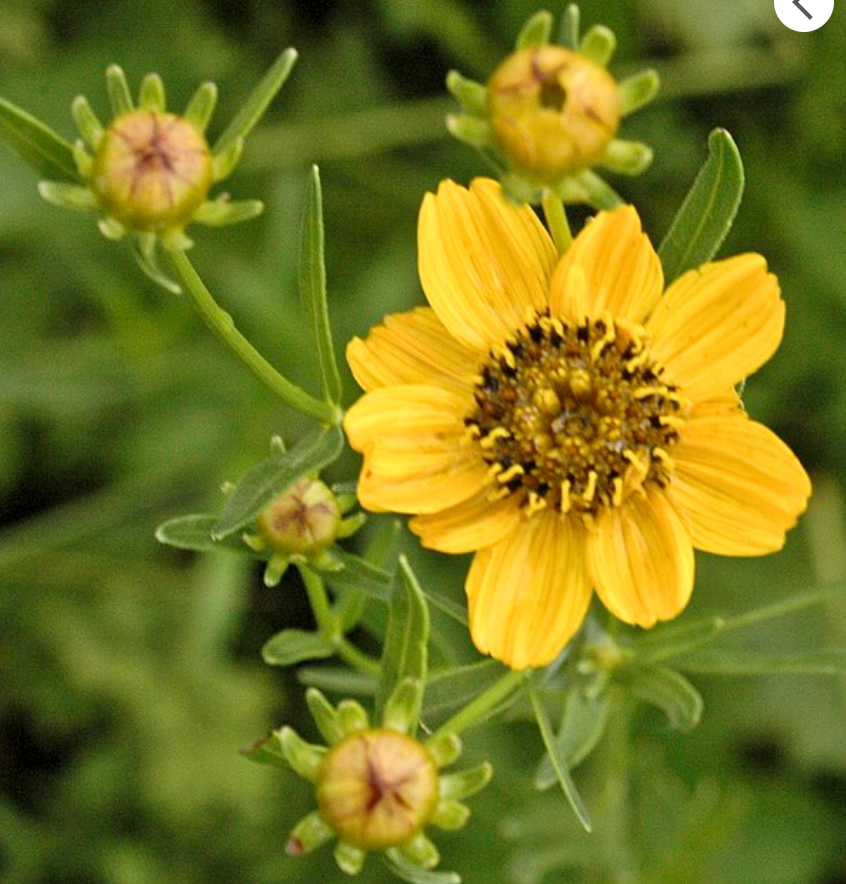 Coreopsis palmata (prairie coreopsis)