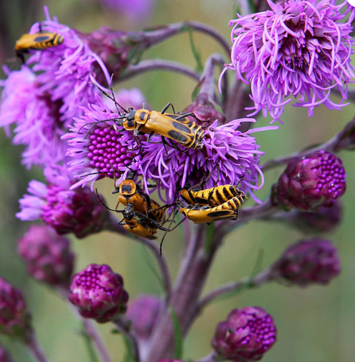 Liatris aspera (button blazing star)