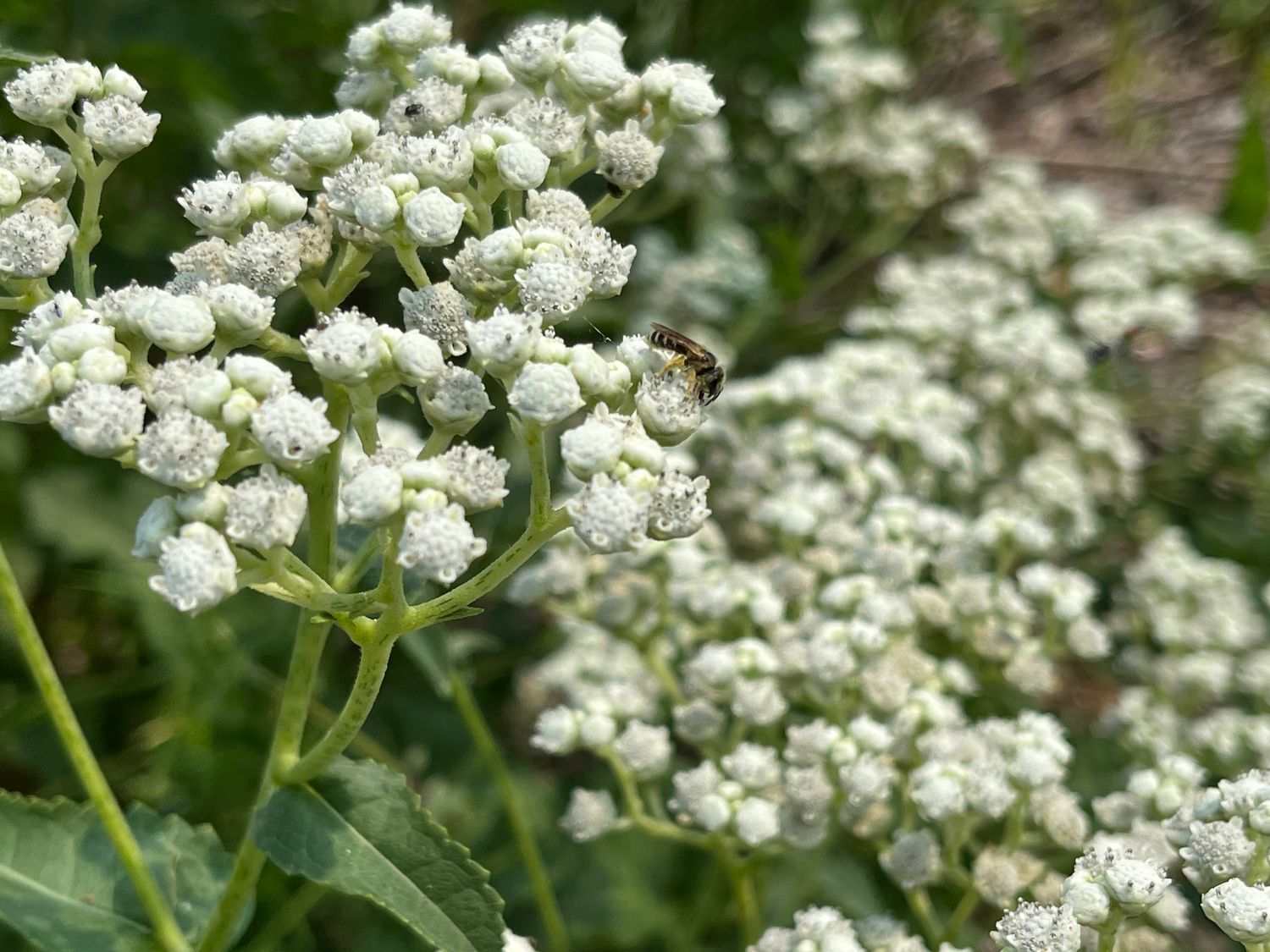 Parthenium integrifolium (wild quinine)
