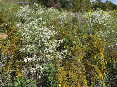 Symphyotrichum pilosum (frost aster)