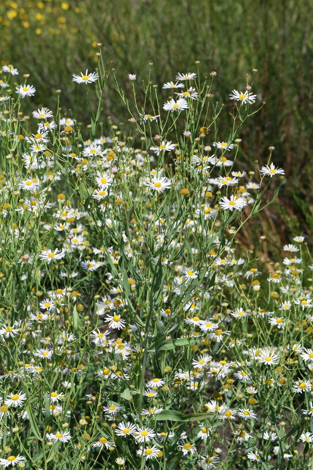 Boltonia asterroides (white doll&#39;s daisy)