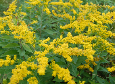 Solidago patula (round-leaved goldenrod)