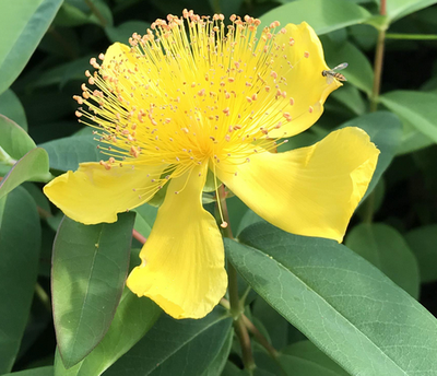Hypericum ascyron (great St. John&#39;s wort)