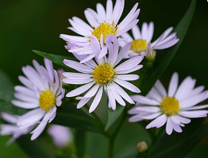 Symphyotrichum novi-belgii (New York Aster)