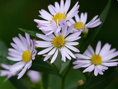 Symphyotrichum novi-belgii (New York Aster)