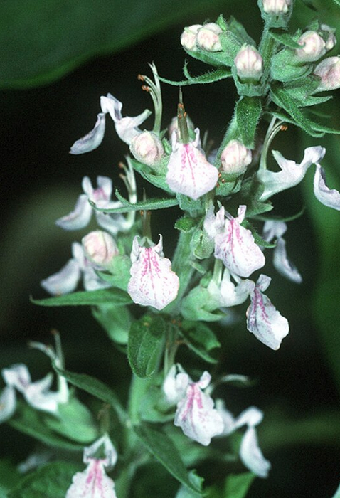 Teucrium canadense (American germander)